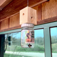 2 bees in carpenter bee trap